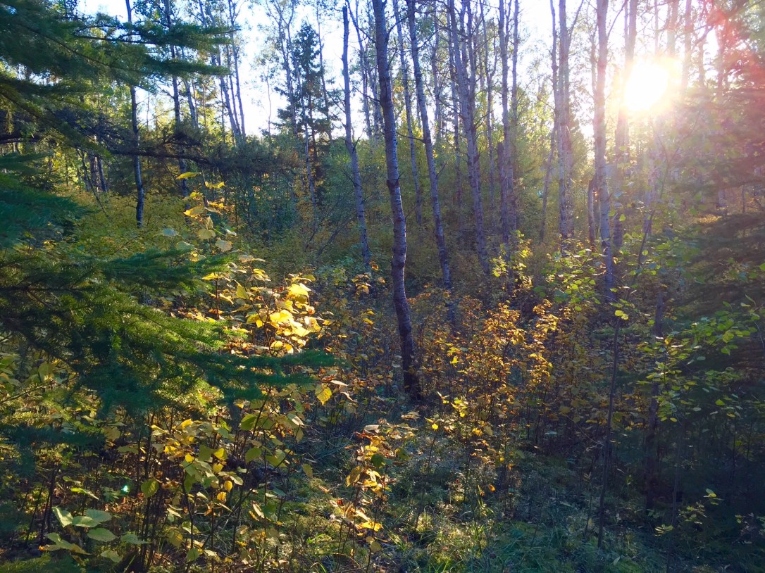 fall sunbeam